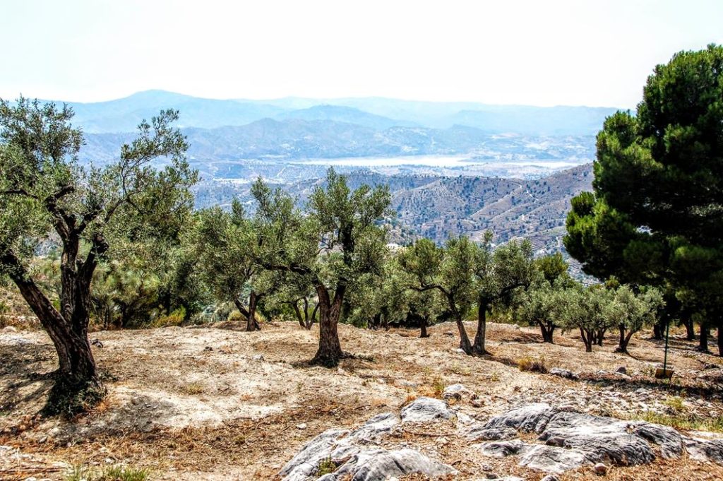 Image of olive trees